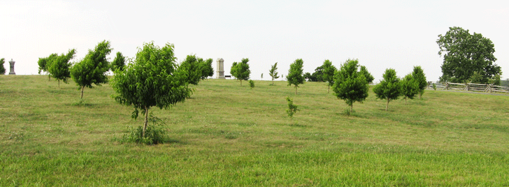 Looking north from the south side of the Peach Orchard it is easy to see the high ground that Sickles wanted to defend. The monument to the 141st Pennsylvania is in the middle of the photo,  and the 68th Pennsylvania is on the far left.  